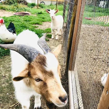 Gasthof Varzea Nature